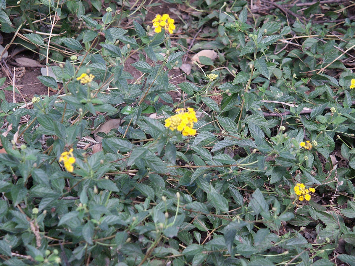 Habitus